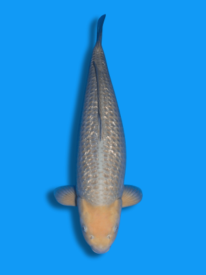 Ginrin Soragoi | Koi&Co.